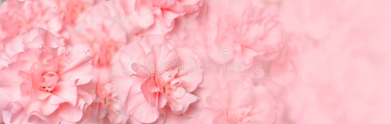 Beautiful Pink Carnation Flower Header