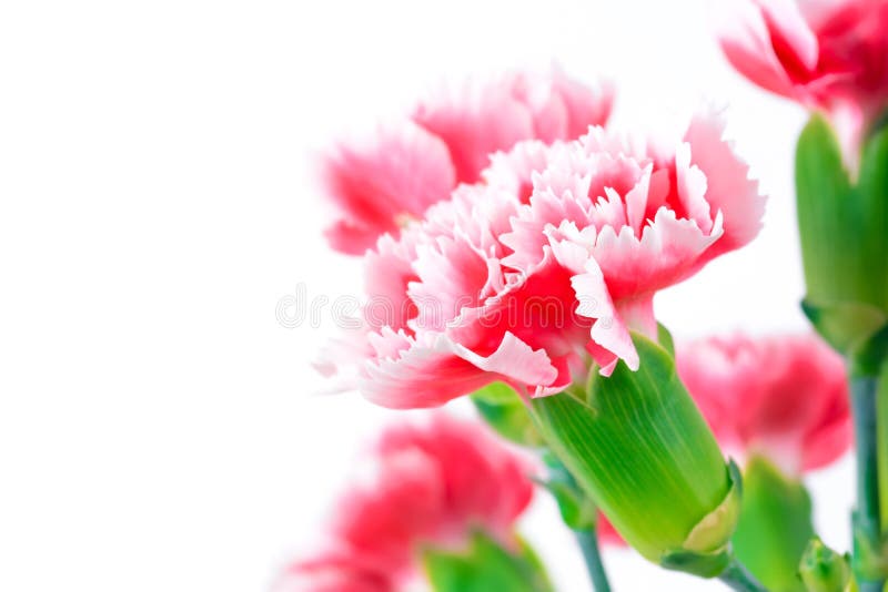 Beautiful Pink Carnation Flowers, Border Design Stock Photo Image of