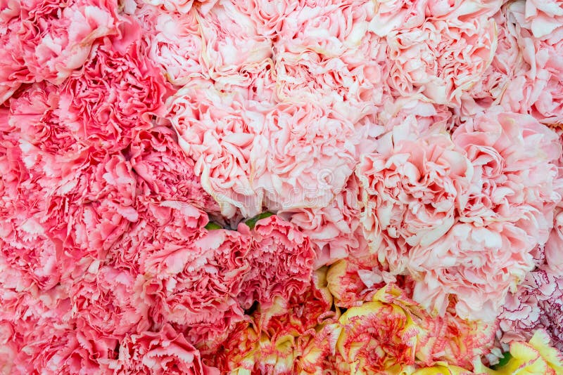 Pink Carnations Picture. Image 118920788