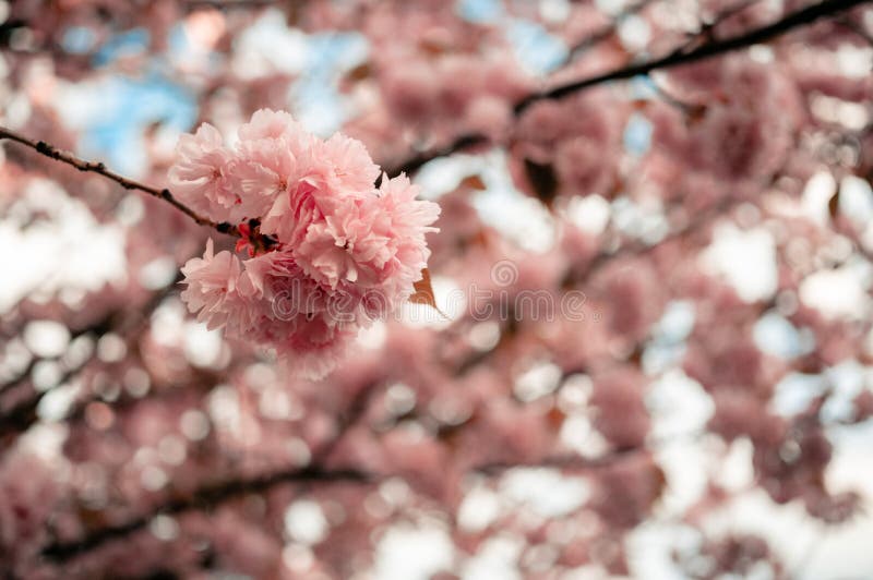 Beautiful Pink Cherry Blossom Flowers Sakura Tree Nice Wallpaper Background,  Soft Focus Stock Image - Image of sakura, flowers: 205377515