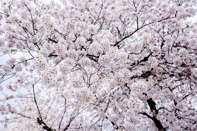 Beautiful pink cherry blossom Sakura flower at full bloom royalty free stock images Beautiful pink cherry blossom Sakura flower at full bloom royalty free stock images