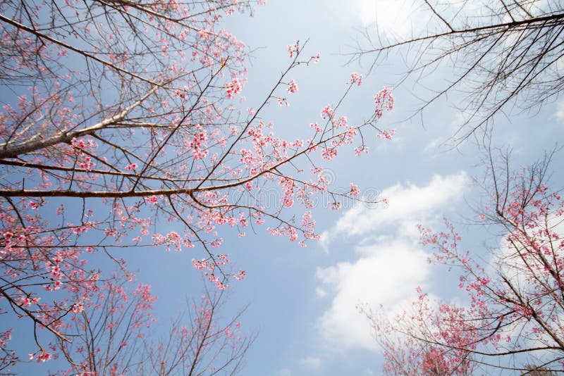 Beautiful Pink Cherry Blossom on Tree Stock Image Image of oriental