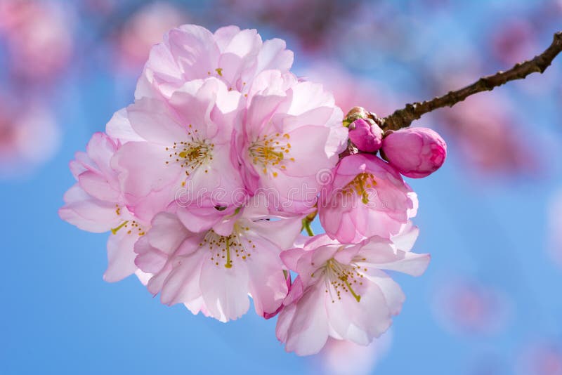 Beautiful Pink Cherry Blossoms Stock Photo Image of springtime, twig