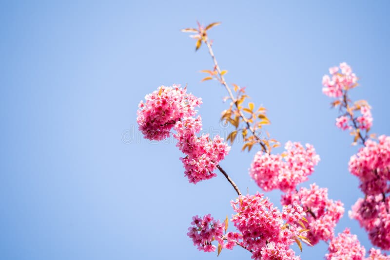 Beautiful Pink Cherry Blossoms, Sakura Flowers Stock Image Image of