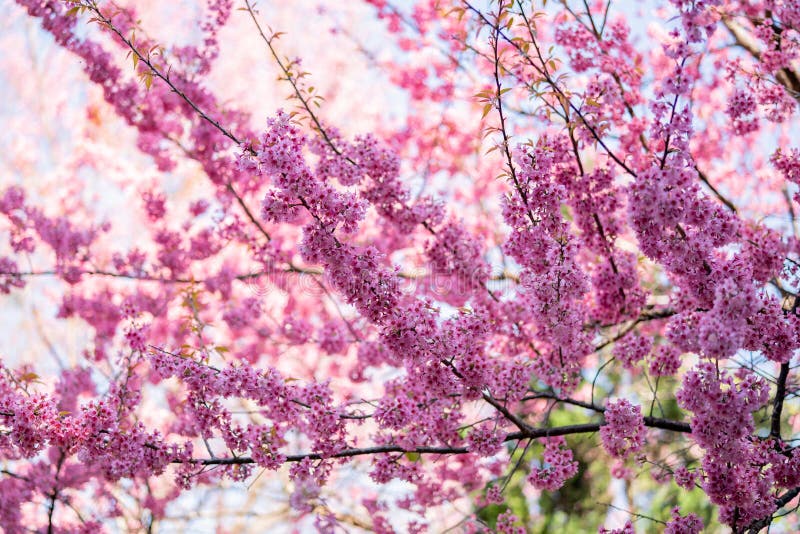 Beautiful Pink Cherry Blossoms, Sakura Flowers Stock Photo Image of