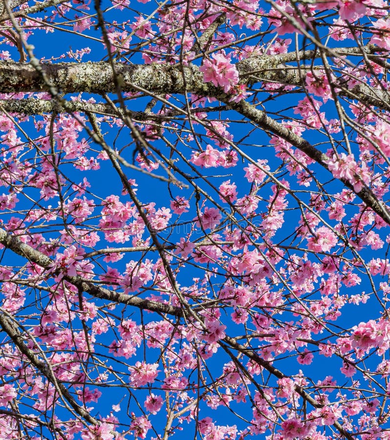 Beautiful Pink Cherry Blossoms Fill the Screen with Color Stock Image
