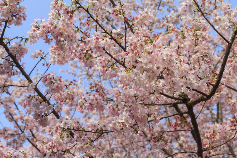 Beautiful Pink Cherry Tree Blossom in Taiwan Stock Image Image of