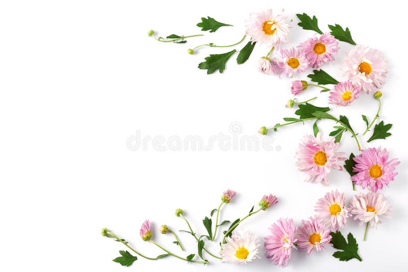 Beautiful pink chrysanthemums and green leaves on a white background. top view, space for a text. flower frame layout stock image