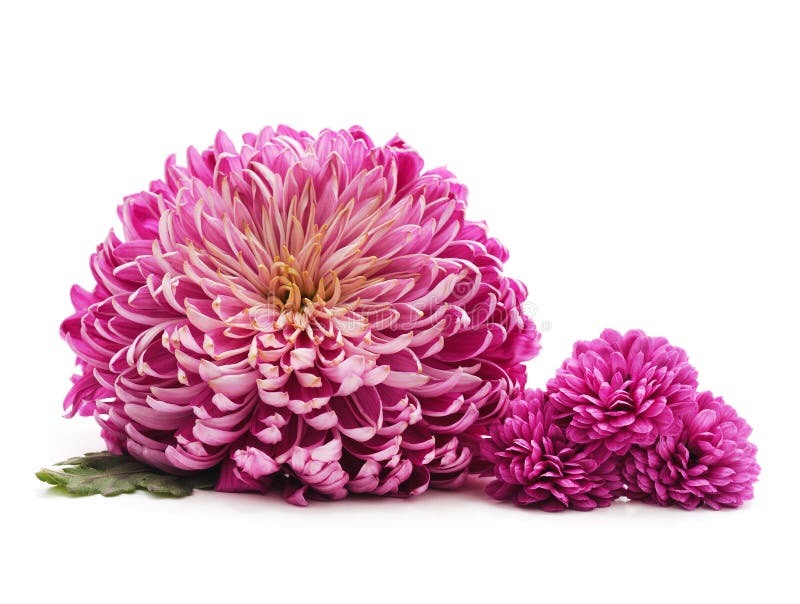 Beautiful Pink Chrysanthemums Stock Image Image of chrysanthemums