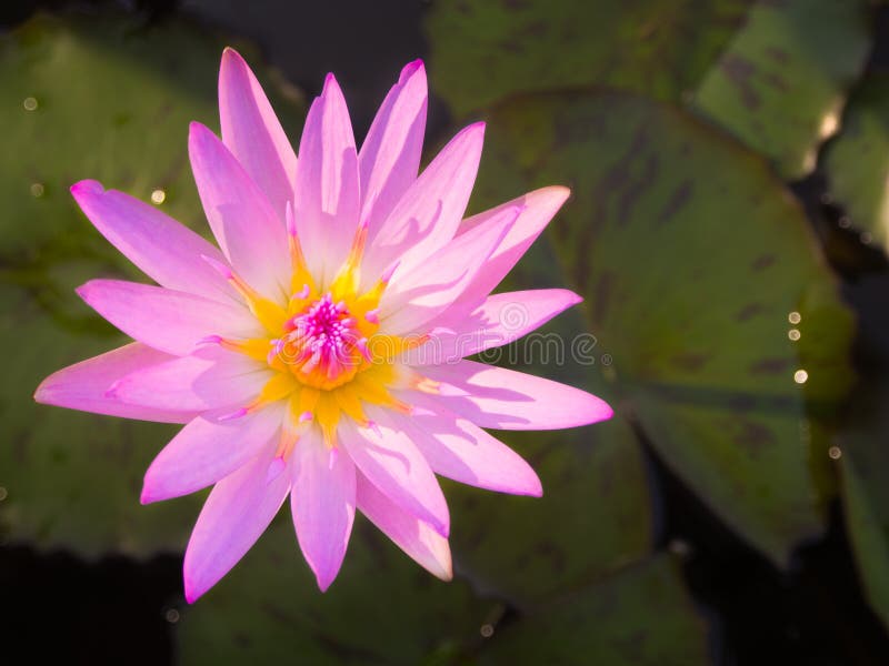 Beautiful pink color water lily or lotus flower stock images Beautiful pink color water lily or lotus flower stock images