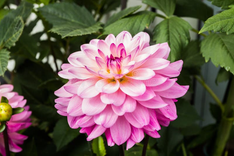 Beautiful pink dahlia Karma Prospero flower in summer garden