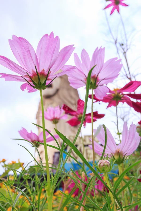 Beautiful pink daisy flowers in sentosa garden