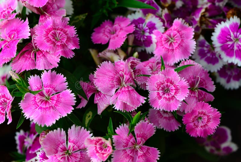 Beautiful pink Dianthus flower in garden, top view