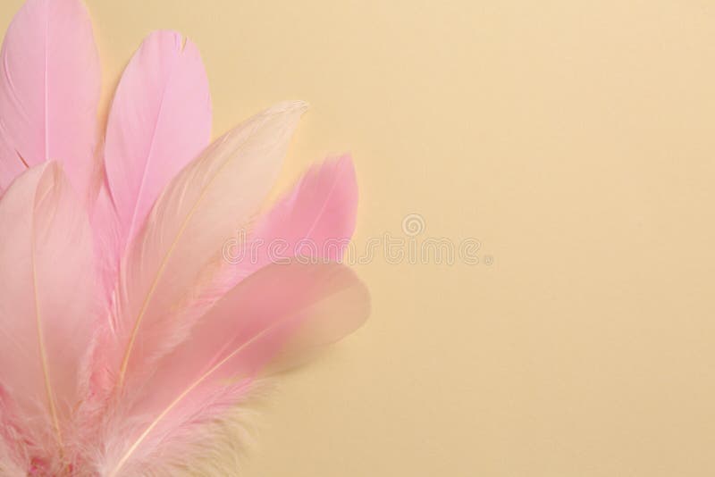Beautiful Pink Feathers on Beige Background, Top View. Space for Text