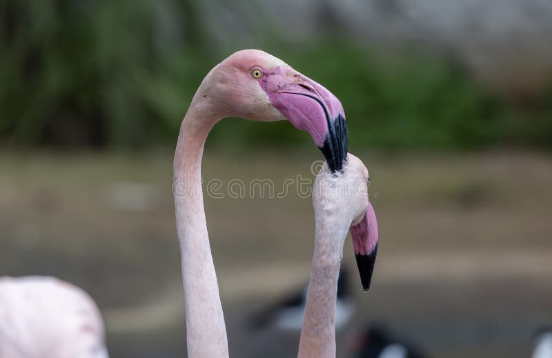 Beautiful pink flamingo bird stock photos