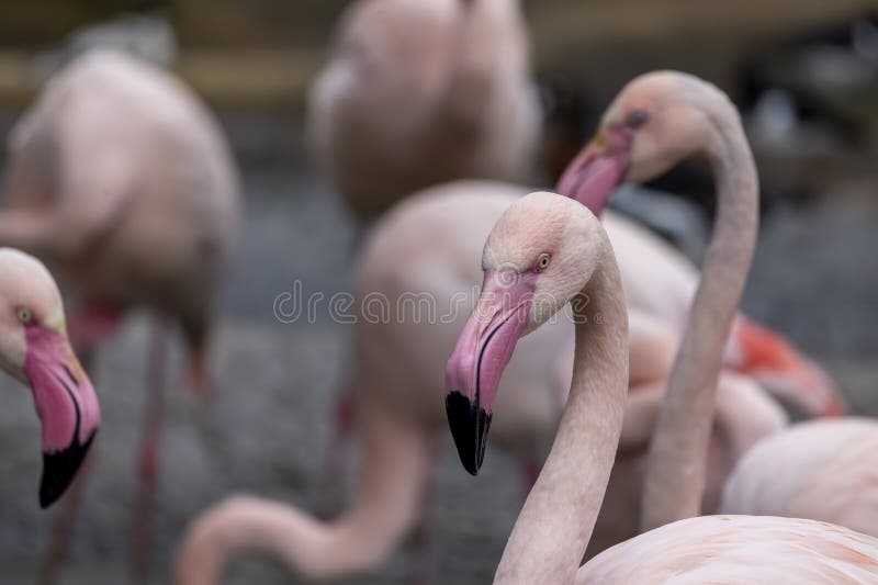 Beautiful pink flamingo bird stock photography