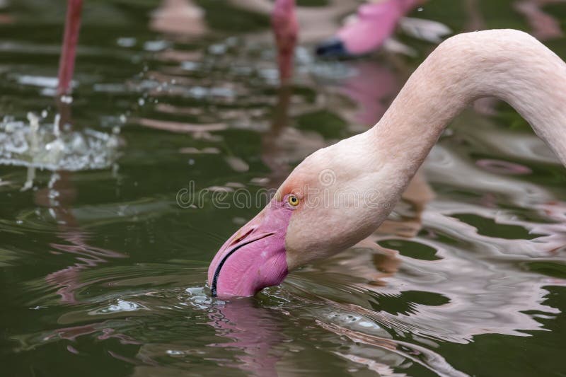 Beautiful pink flamingo bird stock photos