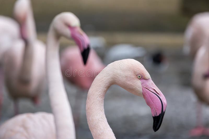 Beautiful pink flamingo bird stock photography