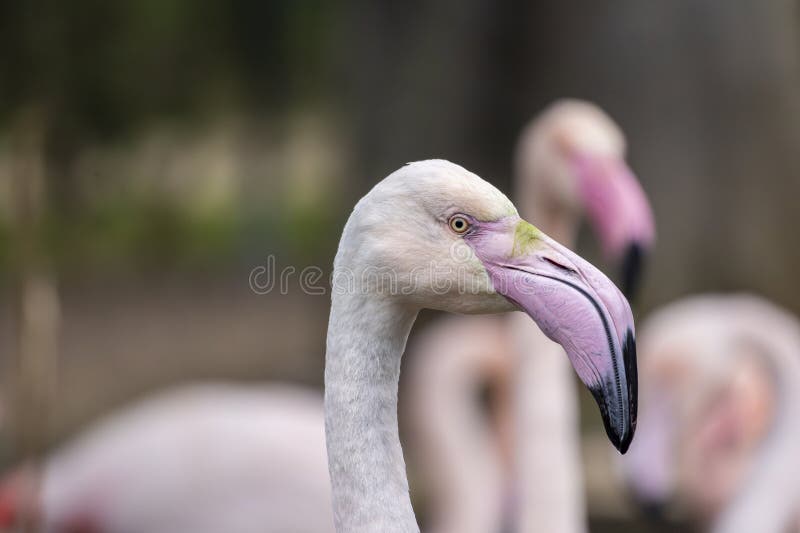 Beautiful pink flamingo bird royalty free stock photos