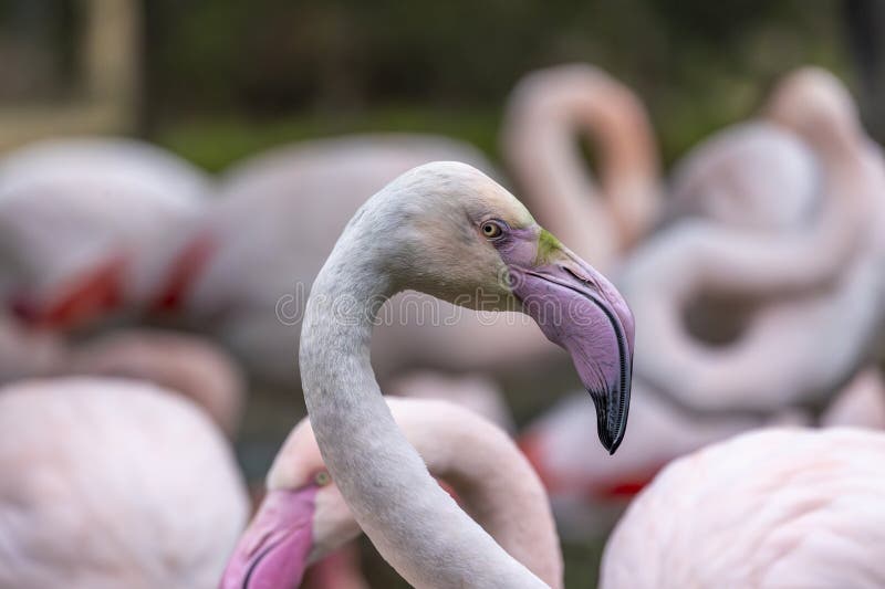 Beautiful pink flamingo bird royalty free stock image
