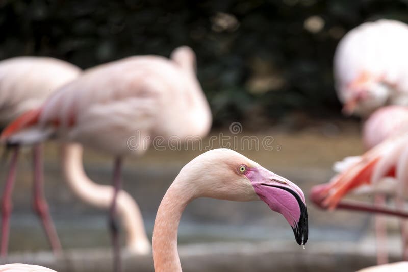 Beautiful pink flamingo bird royalty free stock photos