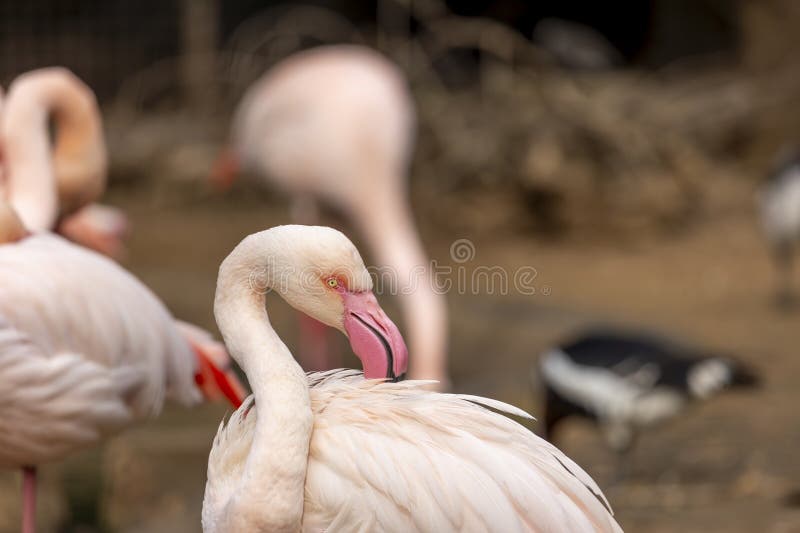 Beautiful pink flamingo bird stock photo
