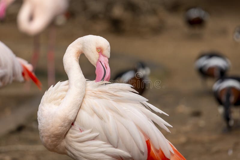Beautiful pink flamingo bird royalty free stock photography
