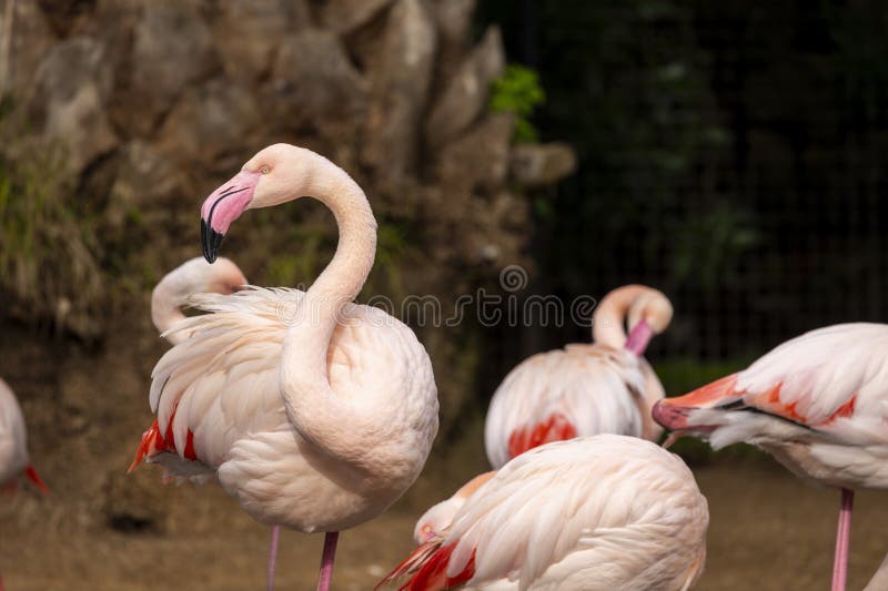 Beautiful pink flamingo bird royalty free stock photos