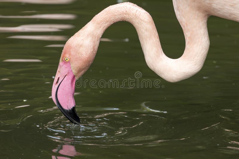 Beautiful pink flamingo bird stock images