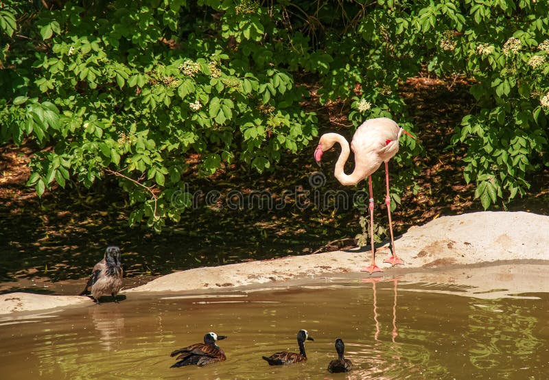 Beautiful pink flamingo. A flock of pink flamingos in a pond. Flamingos are a species of wading bird from the genus Phoenicopterus