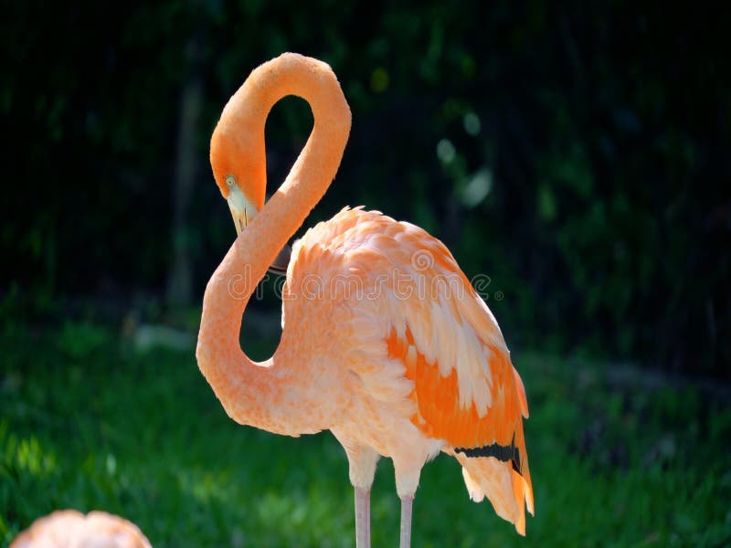 Beautiful Pink Flamingo with Wild Animals in Background Stock Image - Image  of feather, background: 130850681