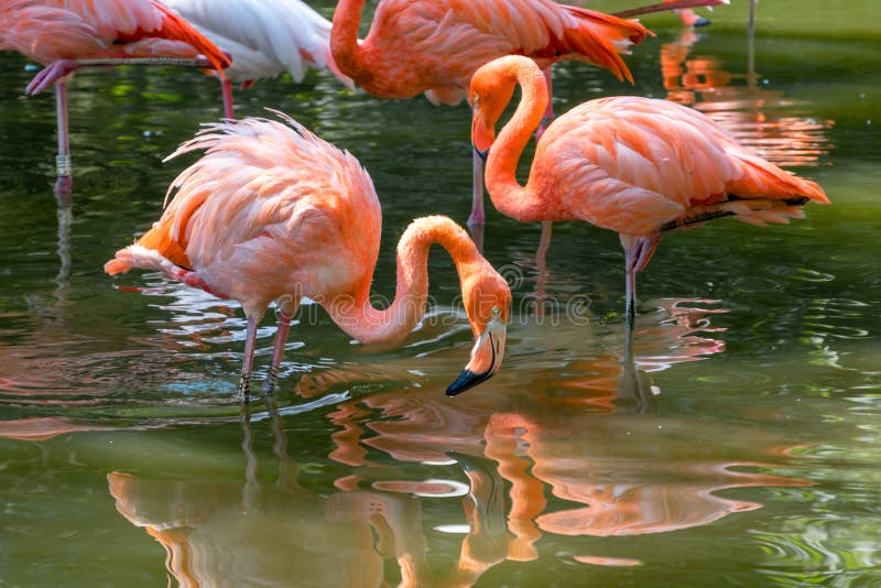 Beautiful pink flamingos stands in the water. A bird looks into the water in search of food. Reflection of a bird in the water. A stock photo