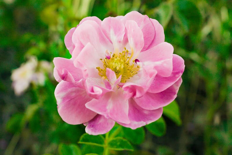 Beautiful Pink Flower Bloom in Spain Stock Image Image of flora