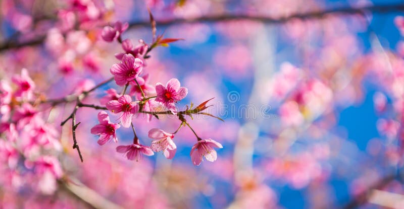 Pink cherry blossom stock image. Image of april, japanese - 5035565