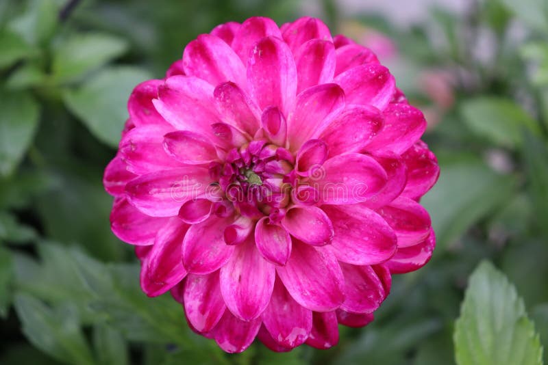 Beautiful Pink Flower in Canada Stock Image Image of pink, petal