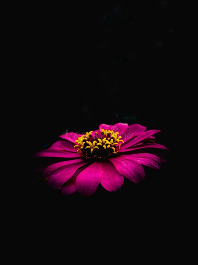 Beautiful Pink Flower on the Dark or Black Background Stock Photo - Image  of black, background: 220885584