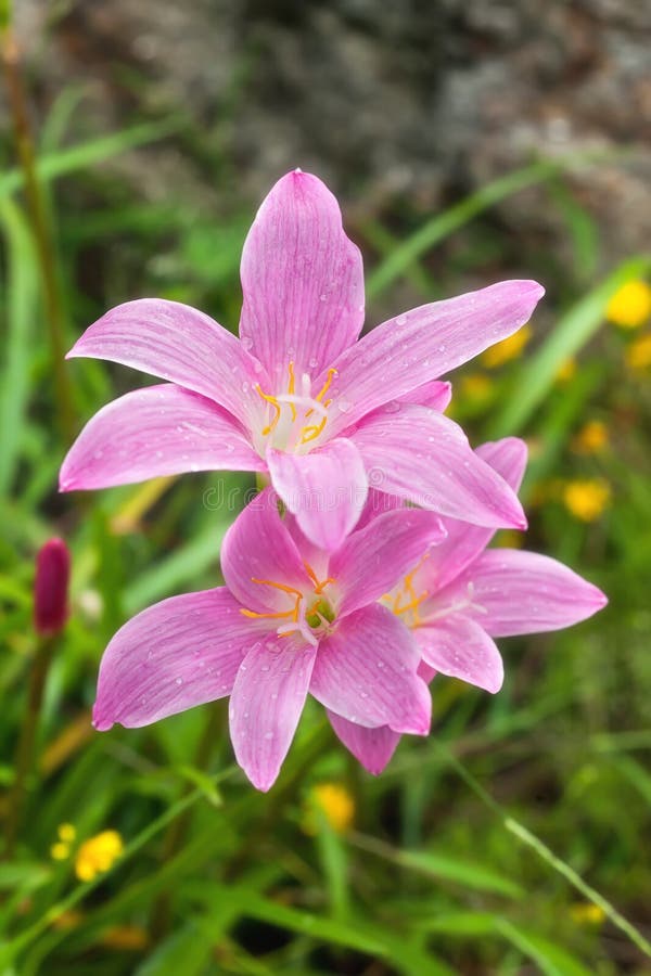 Beautiful pink flower in a garden