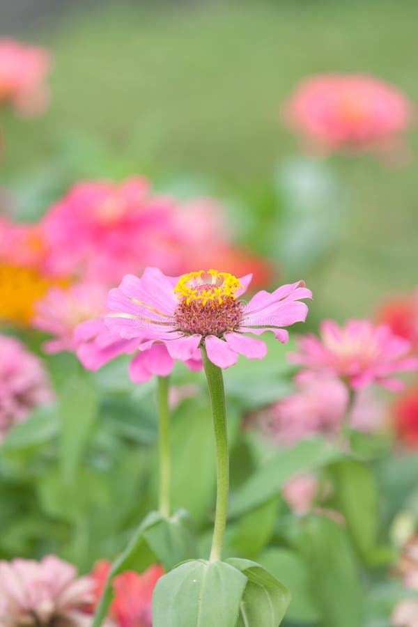 Beautiful Pink Flower in Garden Stock Image Image of beautiful, agriculture 70399673
