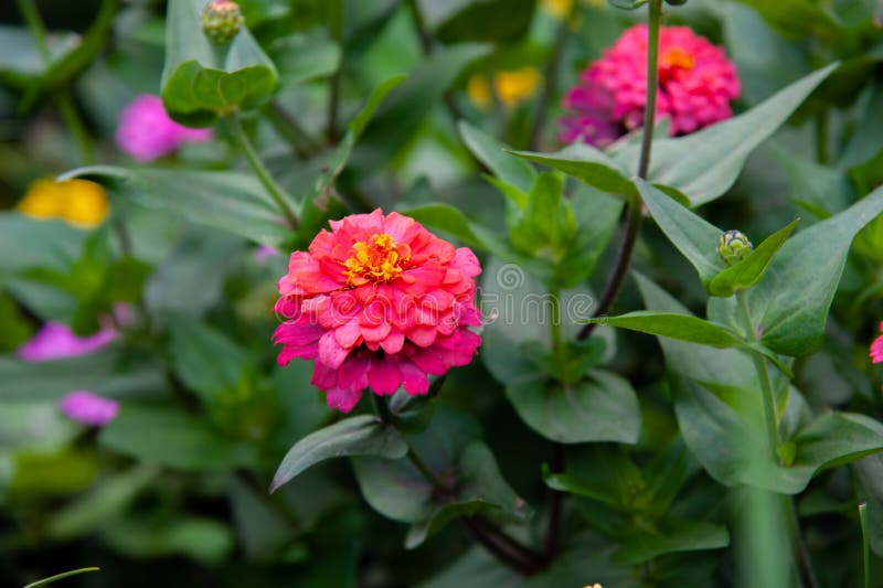 Beautiful Pink Flower on a Green Background, Pink Dahlia Stock Image Image of romantic, green