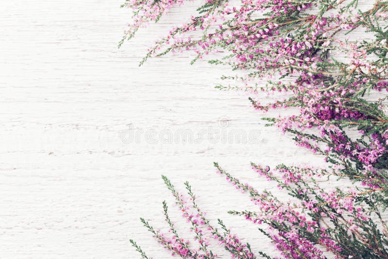 Heap Of Pink Heather Flower (calluna Vulgaris, Erica, Ling) On