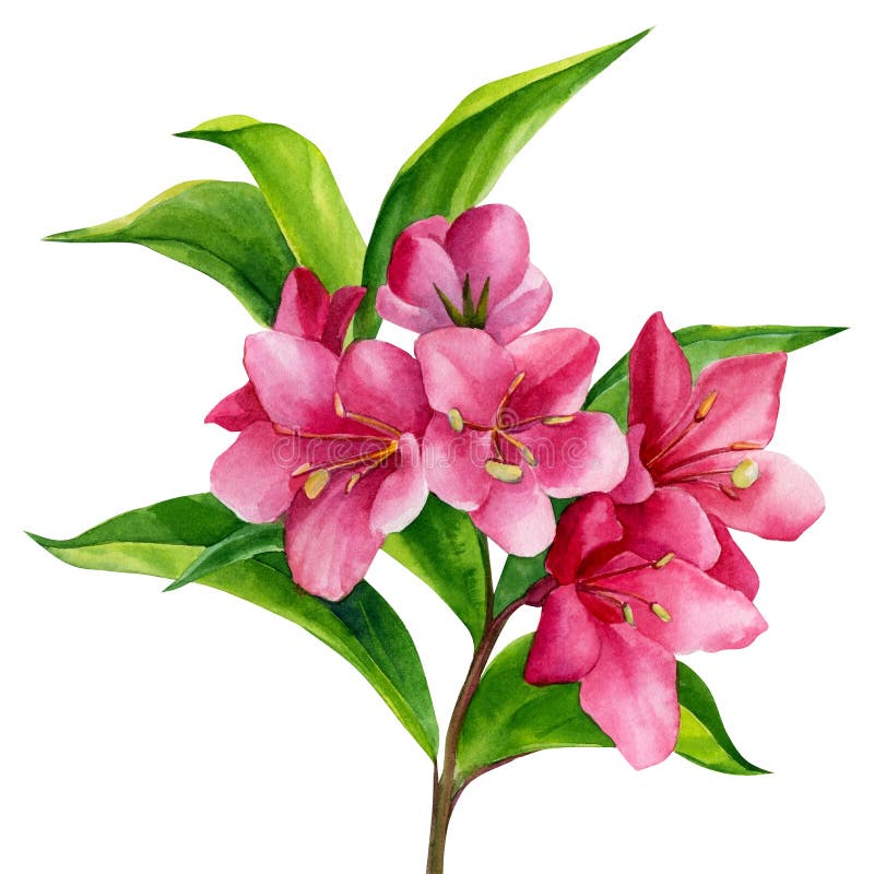 Beautiful Weigela pink flower on an isolated white background, botanical watercolor, hand drawing. A bouquet of flowers in a vase. High quality illustration. Beautiful Weigela pink flower on an isolated white background, botanical watercolor, hand drawing. A bouquet of flowers in a vase. High quality illustration