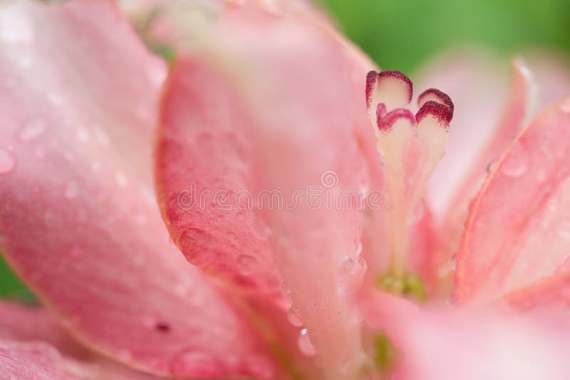 Beautiful pink flower with water drops.