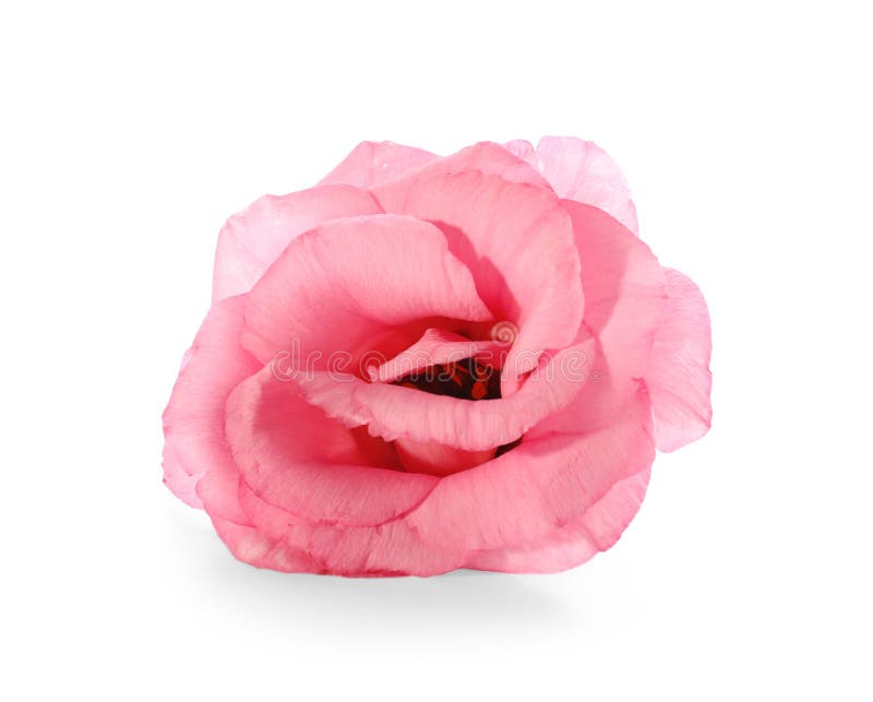 Beautiful Pink Flower on White Background Stock Photo Image of