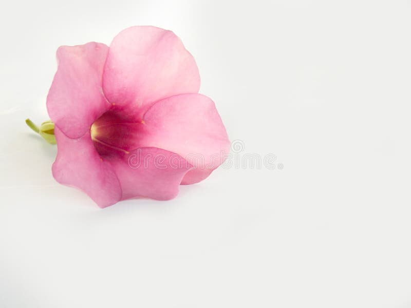 Beautiful Pink Flower on White Background Stock Photo Image of flower