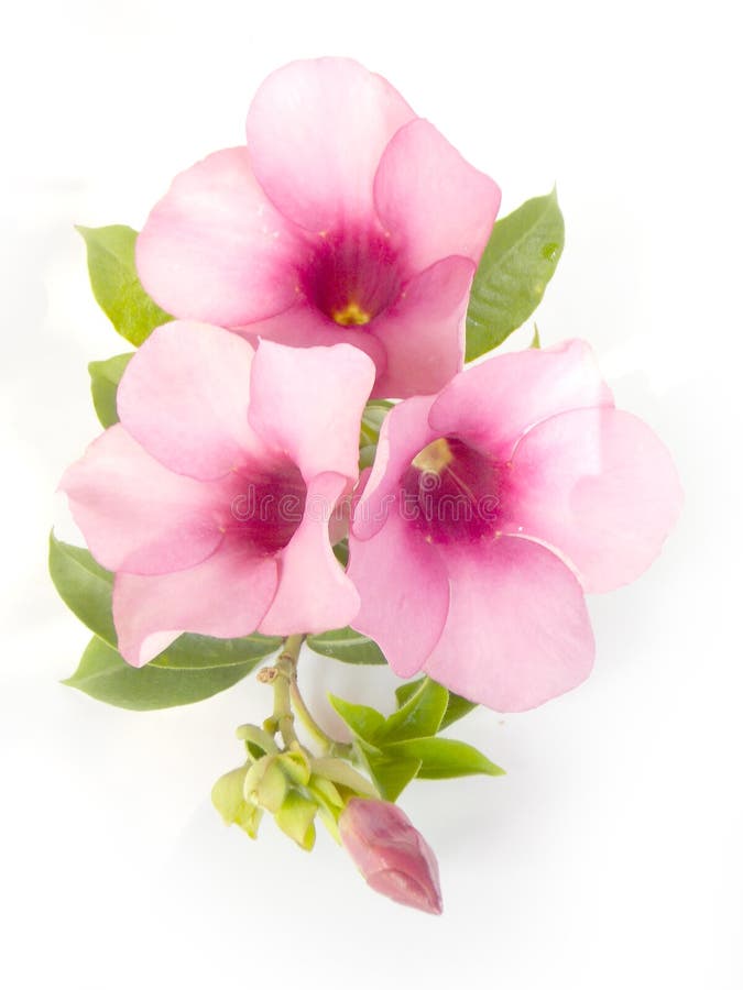 Beautiful Pink Flower on White Background Stock Photo Image of brown