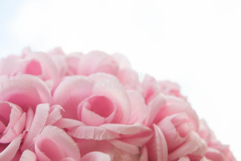 Beautiful Pink Flower on White Background Stock Photo Image of fabric