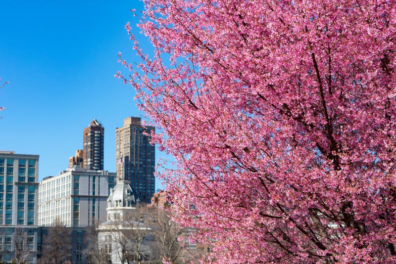 Beautiful Pink Flowering Crabapple Tree during Spring in Astoria Queens ...