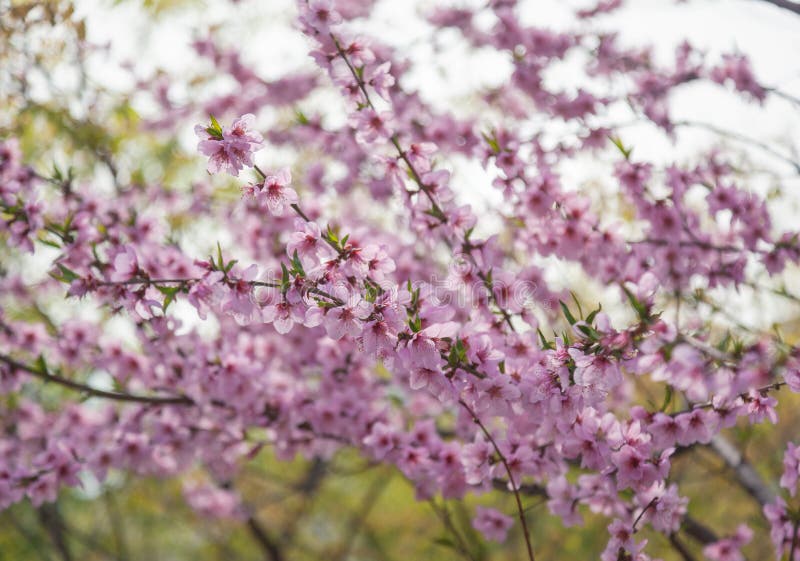 Beautiful pink flowering tree bright spring floral background and texture stock photos Beautiful pink flowering tree bright spring floral background and texture stock photos