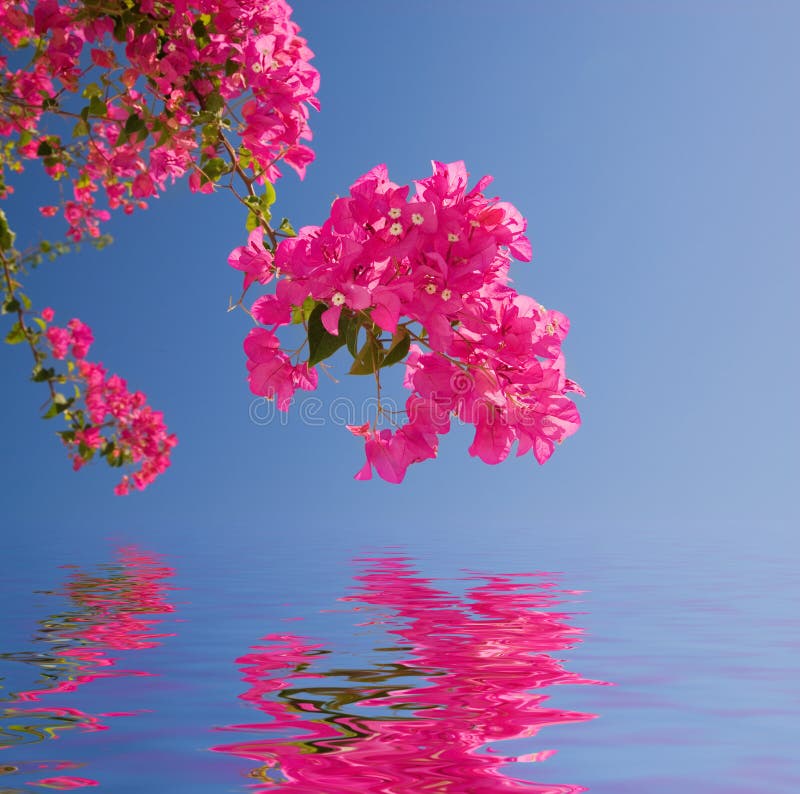 Beautiful pink flowers