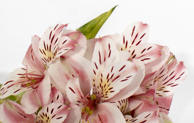 Beautiful Pink Flowers. Astromelia Stock Photo - Image of petal, nature:  216792434